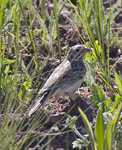Vesper Sparrow 0334